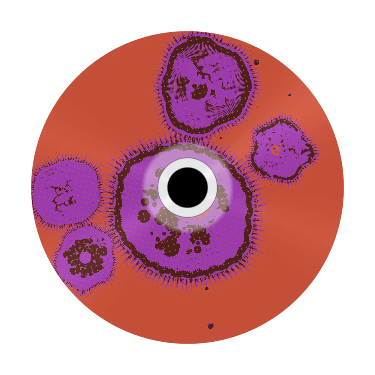 COLLECTION cover