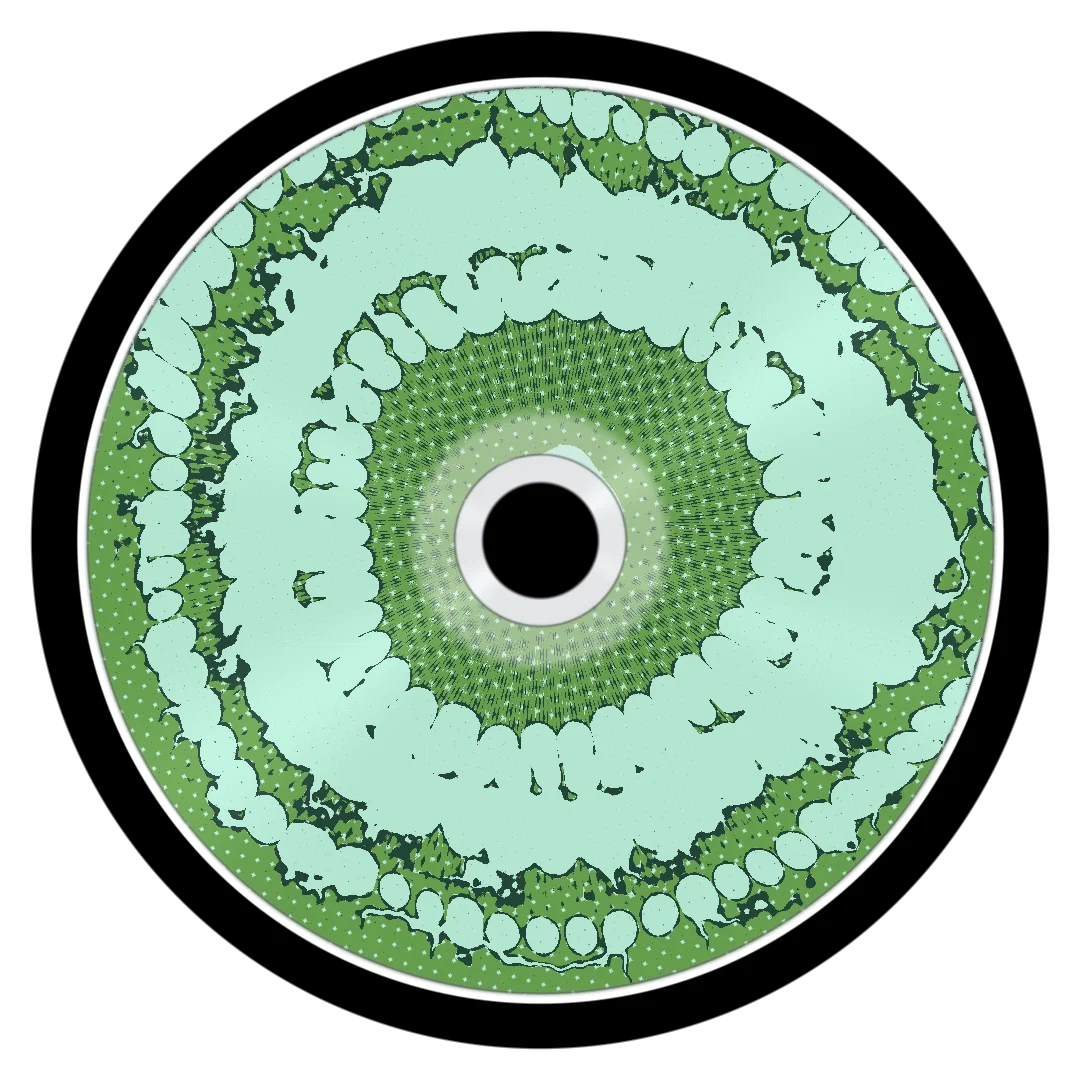 FUNGI cover