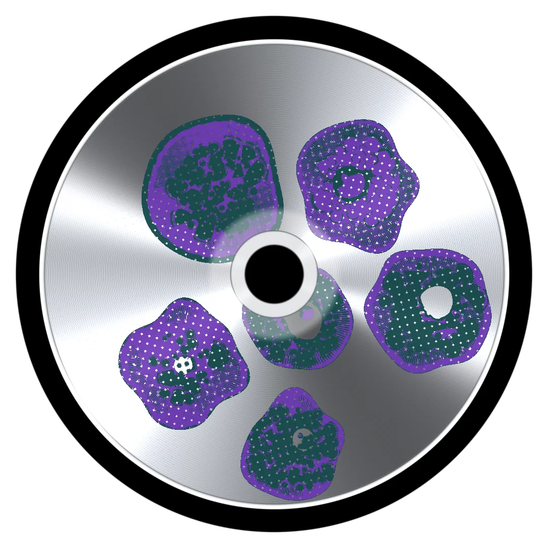 XANO cover