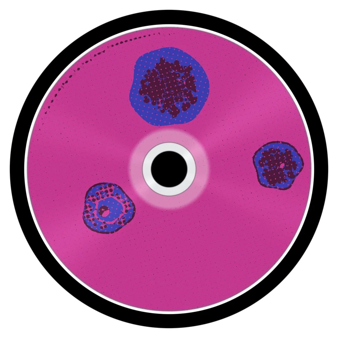 MAGENTA cover